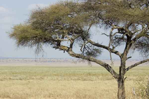 01 - Tanzania - Leopardo - parque nacional de Tarangire